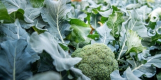 mettere a dimora il broccolo