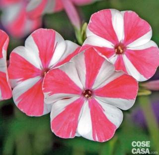 Esempio di phlox paniculata ‘Peppermint Twist’.