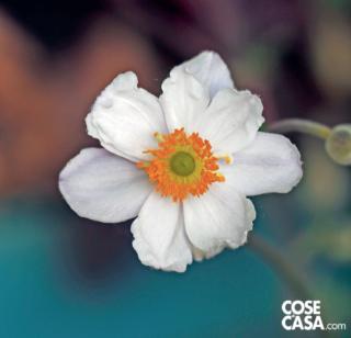 Anemone Ruffled Swan Anemone Ruffled Swan