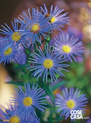 Aster varietà Bleu Ligule. Aster varietà Bleu Ligule.