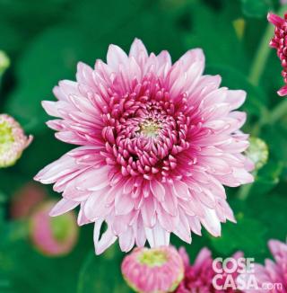 Chrysanthemum orchid helen