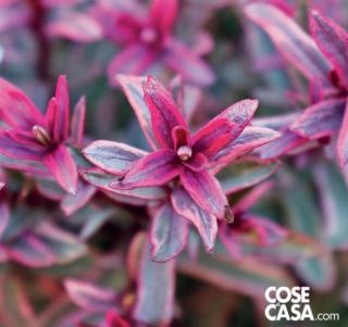 Hebe Frozen Flame Hebe Frozen Flame