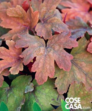 In foto, heucherella varietà "Sweet Tea". In foto, heucherella varietà "Sweet Tea".