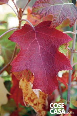 Hydrangea quercifolia Tennesse Hydrangea quercifolia Tennesse