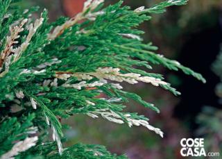 Juniperus squamata Juniperus squamata