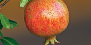 Punica granatum ‘Wonderful’ – melograno – Fam.: Lythraceae