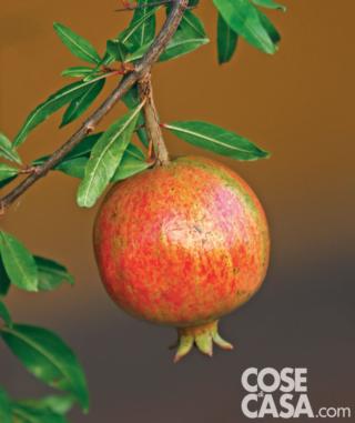 Melograno Wonderful Melograno Wonderful