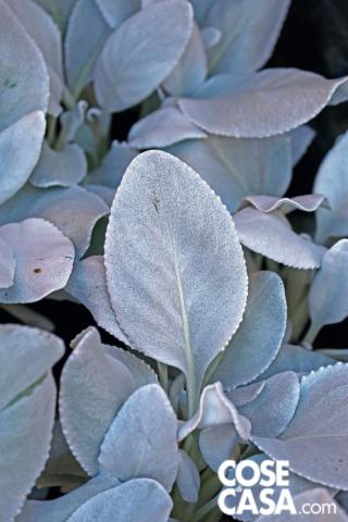 senecium angel wings senecium angel wings