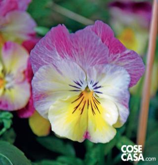 Viola Raspeberry swirl Viola Raspeberry swirl