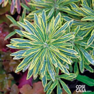 Le piante del genere euforbia sono così diverse tra loro da non sembrare, spesso, neanche imparentate. Le piante del genere euforbia sono così diverse tra loro da non sembrare, spesso, neanche imparentate.