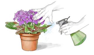 irrigazione violetta africana