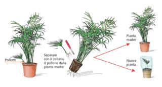 propagazione palma propagazione palma