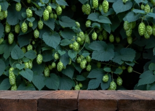 pianta-di-luppolo pianta-di-luppolo