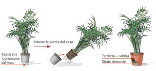 rinvasare palma rinvasare palma