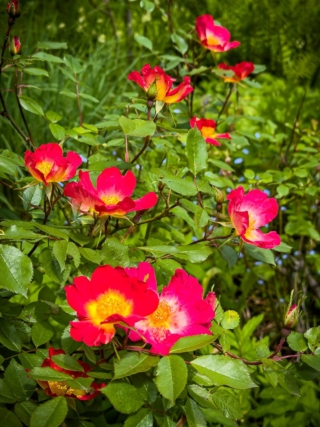 Floribunda Rose cocktail Floribunda Rose cocktail