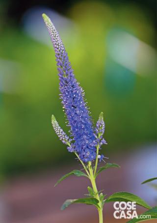 Veronica di colore blu. Veronica di colore blu.