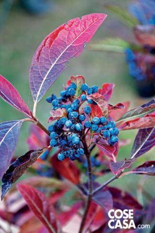viburnum nudus viburnum nudus