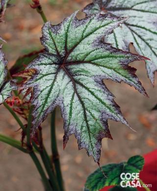 Begonia x hybrida Connie Boswell Begonia x hybrida Connie Boswell