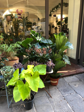 plant concept store Common Place a Genova