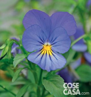 Viola-Blue Viola-Blue