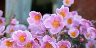 Anemoni fioriti Anemoni fioriti