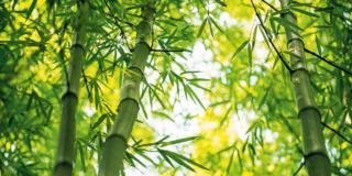 Mettere a dimora il bambù, veloce ma invasivo