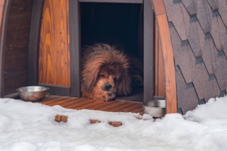 cuccia in inverno cuccia in inverno