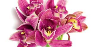 Orchidee, le cure autunnali