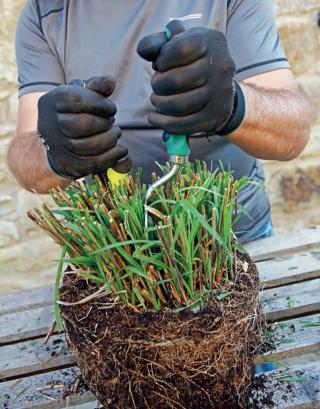 divisione del cespo divisione del cespo