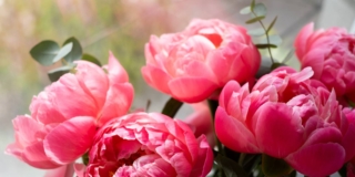 Come mettere a dimora le peonie arbustive ed erbacee