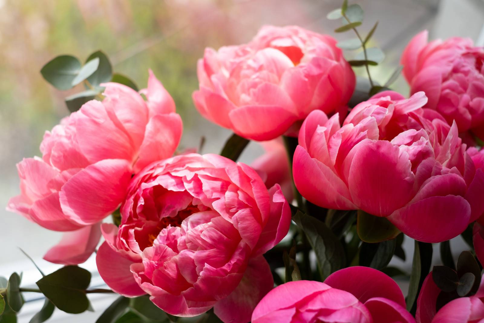 Come mettere a dimora le peonie arbustive ed erbacee