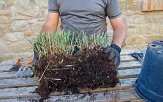 pulire cespi pulire cespi