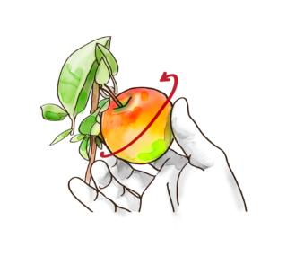 Oppure afferrare il frutto e tirarlo con delicatezza verso l’alto esercitando un lieve torsione. Oppure afferrare il frutto e tirarlo con delicatezza verso l’alto esercitando un lieve torsione.