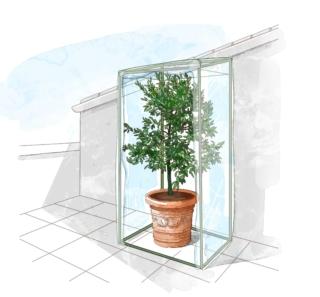 serra per agrumi in vaso serra per agrumi in vaso