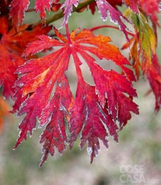 Acero-aconitifolium Acero-aconitifolium