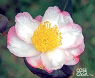 Camelia-Weerona- Camelia-Weerona-