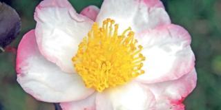 Camellia sasanqua ‘Weerona’