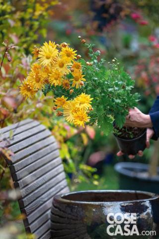 Chrysanthemum mutazione da Apricot’ Chrysanthemum mutazione da Apricot’