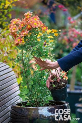 Chrysanthemum ‘Apricot’ Chrysanthemum ‘Apricot’