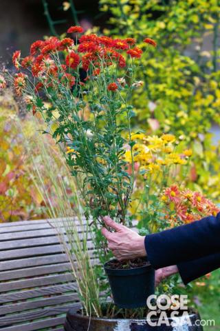 Chrysanthemum ‘Pizzicato’ Chrysanthemum ‘Pizzicato’