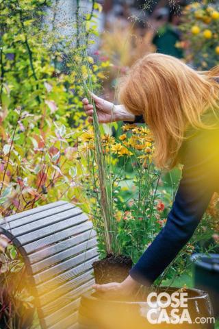 Eragrostis trichodes Eragrostis trichodes