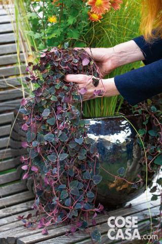 Lysimiachia Lysimiachia