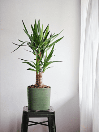 Vaso Capri di Tera verde Vaso Capri di Tera verde