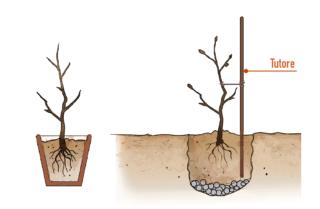 a dimora magnolia stellata