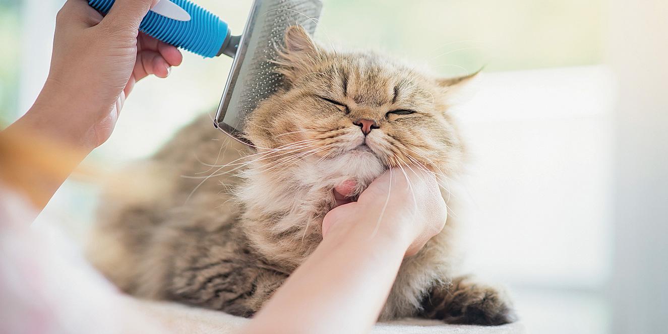 Le cure per il gatto a pelo lungo - Cose di Casa