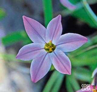 In foto, ipheion uniflorum varietà “Charlotte Bishop“. In foto, ipheion uniflorum varietà “Charlotte Bishop“.
