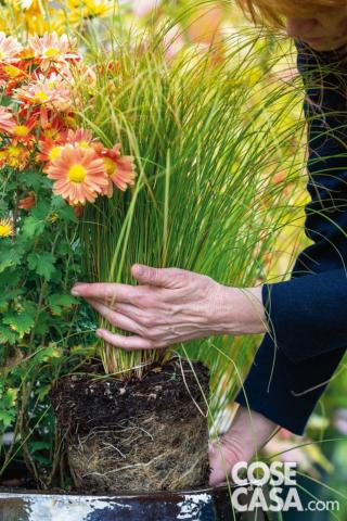 secondo Carex davanti a C. ‘Pizzicato’ secondo Carex davanti a C. ‘Pizzicato’