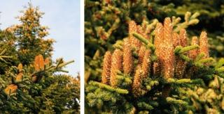 abete del caucaso abete del caucaso