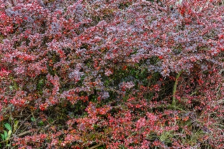 Berberis thunbergii ‘Atropurpurea’ Berberis thunbergii ‘Atropurpurea’