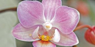 Una piccola orchidea chiamata Doritaenopsis ‘Little Lady’